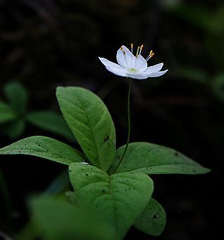 아잉